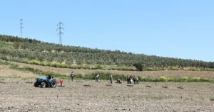 bursa-niluferden-konakliya-800-zeytin-fidani-fhajrBqg.webp