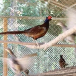 kahverengi-kokarcaya-karsi-sulun-destegi-XAKT1VB9.webp