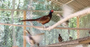 kahverengi-kokarcaya-karsi-sulun-destegi-XAKT1VB9.webp