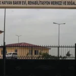 siirtte-sokak-hayvanlari-icin-dev-proje-5FrpHtTw.webp