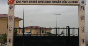 siirtte-sokak-hayvanlari-icin-dev-proje-5FrpHtTw.webp