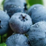 yaban-mersini-ureticileri-icin-bursada-tek-catida-uludag-blueberry-birligi-kuruldu-XAJcNDBT.webp