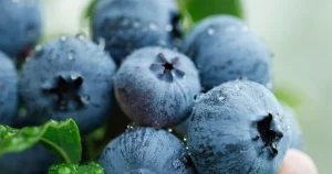 yaban-mersini-ureticileri-icin-bursada-tek-catida-uludag-blueberry-birligi-kuruldu-XAJcNDBT.webp